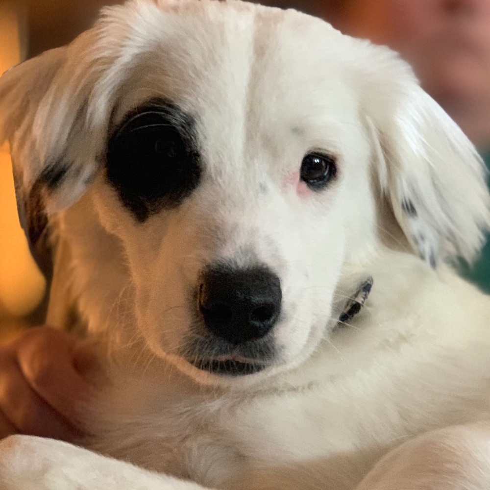 Meet your Posher, Holly